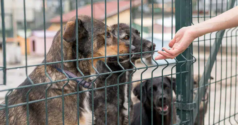 sennori incentivo 200 euro a chi adotta cane