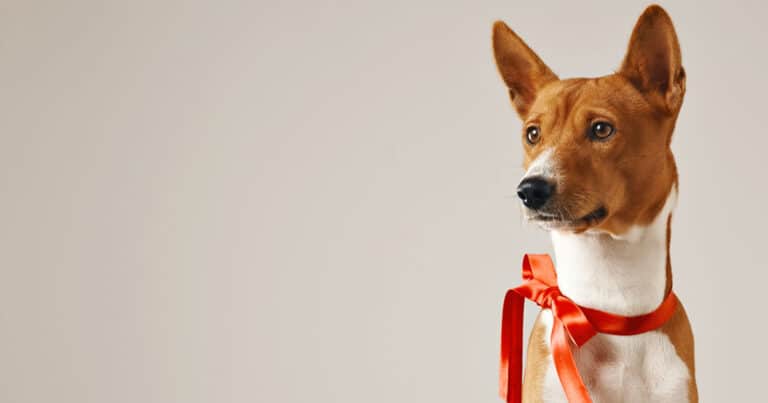 simona izzo e alba parietti un cane non è un giocattolo