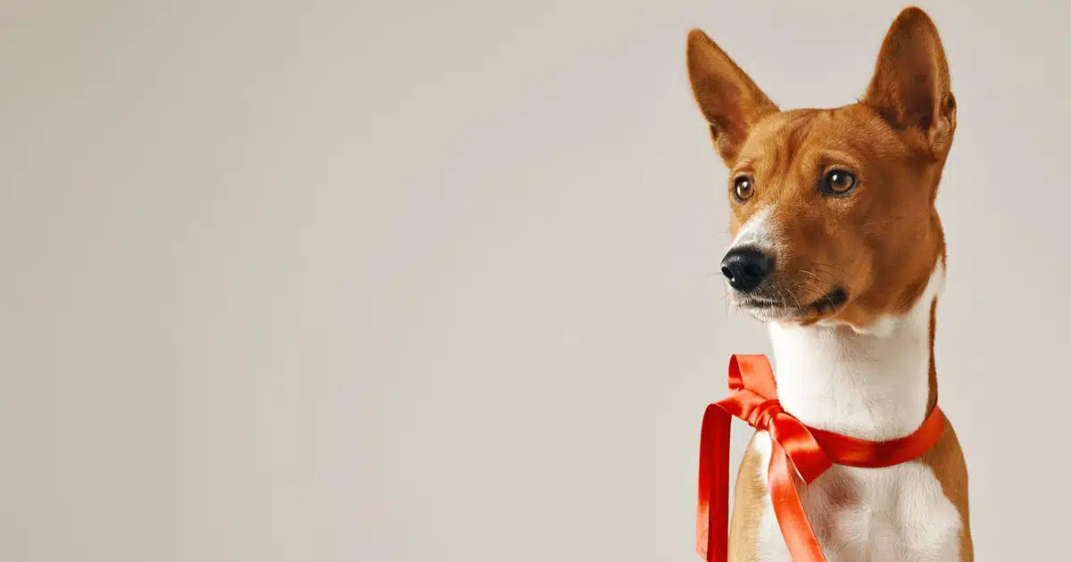 simona izzo e alba parietti un cane non è un giocattolo