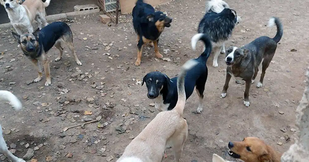 siria sos anche per gli animali il monito dell'oipa