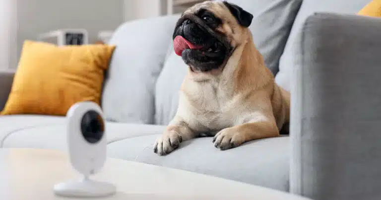 Sorveglianza del cane 3 telecamere sotto i 50 euro