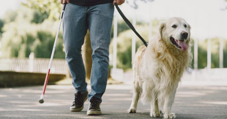 tassista si rifiuta di far salire cane guida in auto