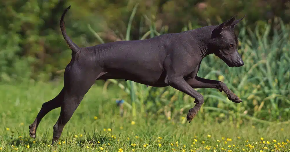 xoloitzcuintle cane nudo del messico