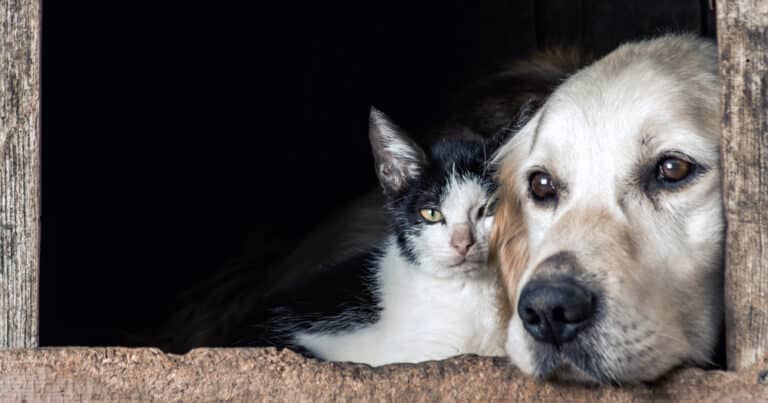 Aviaria del cane: come proteggerlo. Le indicazioni dell'Istituto Superiore di Sanità.