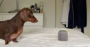 Bassotto obbedisce alle istruzioni di una famosa canzone anni '80