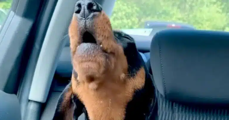 Bassotto ulula in auto il video