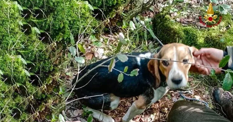 Cane precipitato a 25 metri di profondità: salvato dai Vigili del Fuoco