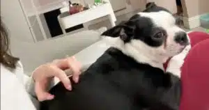 Boston Terrier accoglie e coccola le clienti di un centro estetico: il video che ha intenerito il web