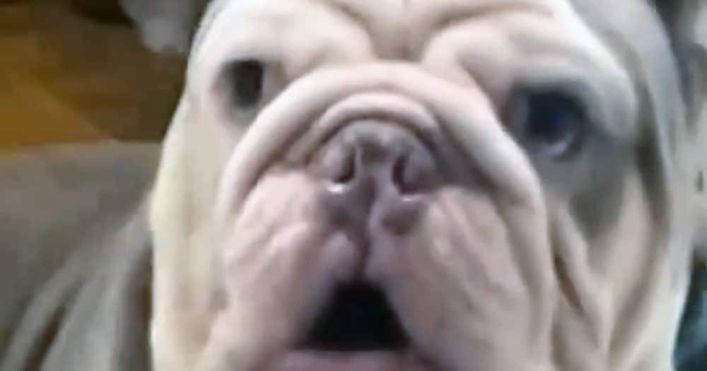 bulldog francese reazione spassosa video