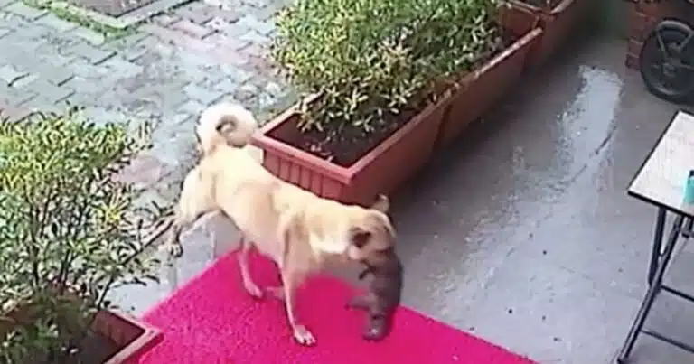 Cagnolina porta il suo cucciolo dal veterinario da sola: l'incredibile video