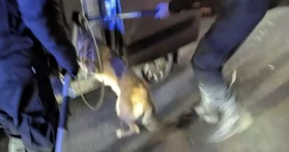 Cane lasciato nel bagagliaio rischia di morire congelato