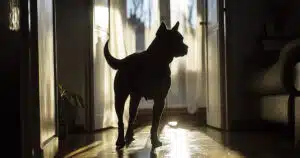 cane antidroga scova 155 grammi di cocaina