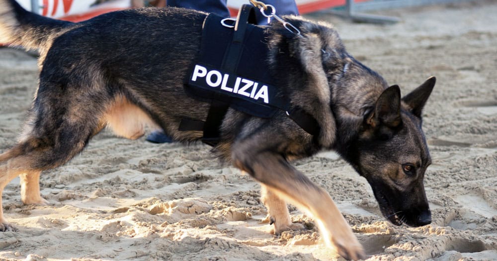 cane antidroga scova cocaina in auto