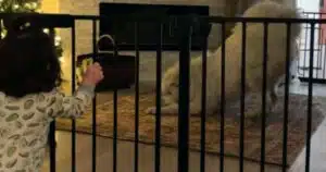 cane balla per la sua piccola amica il video