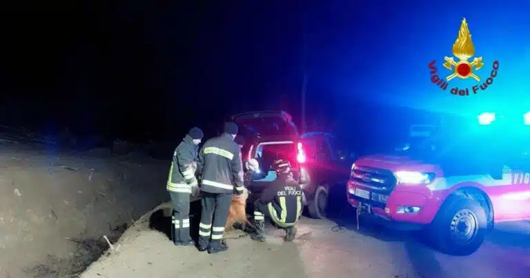 cane cade in un dirupo salvato dai vigili del fuoco cesena