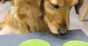 Cane gioca a trovare il cibo: la sua reazione è tutta da ridere. Il video.