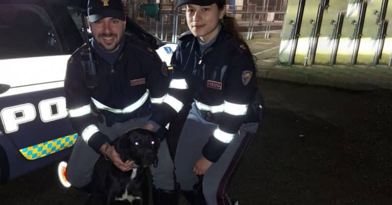 cane salvato lungo l'autostrada del sole