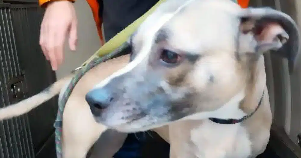 Cane salvato da un’abitazione in stato di abbandono