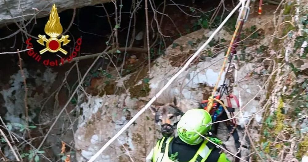 Cane scivola in una forra: salvato dai vigili del fuoco