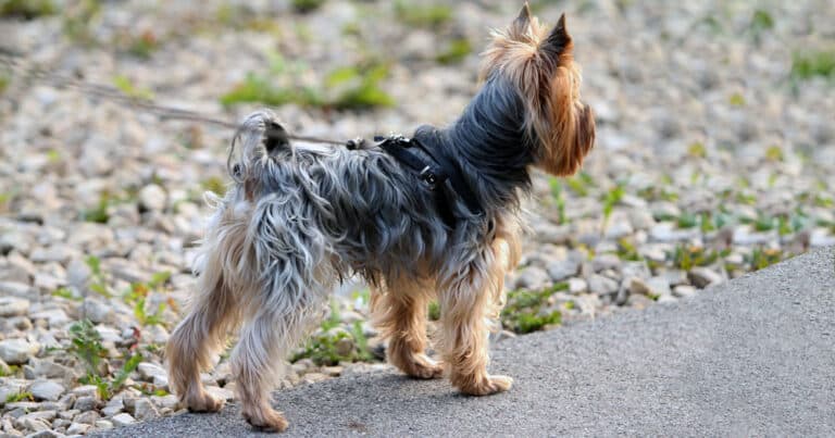 Cane sventa rapina nel padovano