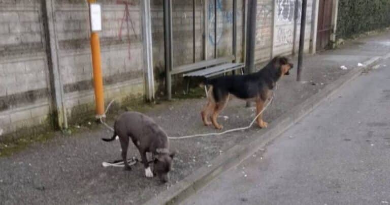 due cani abbandonati e legati a palo della luce a monza