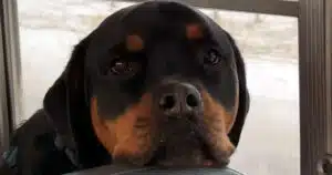 Cani tornano casa in autobus stanchi morti dopo la passeggiata: il video buffissimo