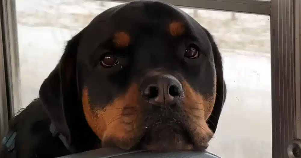 Cani tornano casa in autobus stanchi morti dopo la passeggiata: il video buffissimo