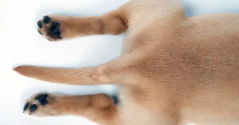 cauda equina nel cane