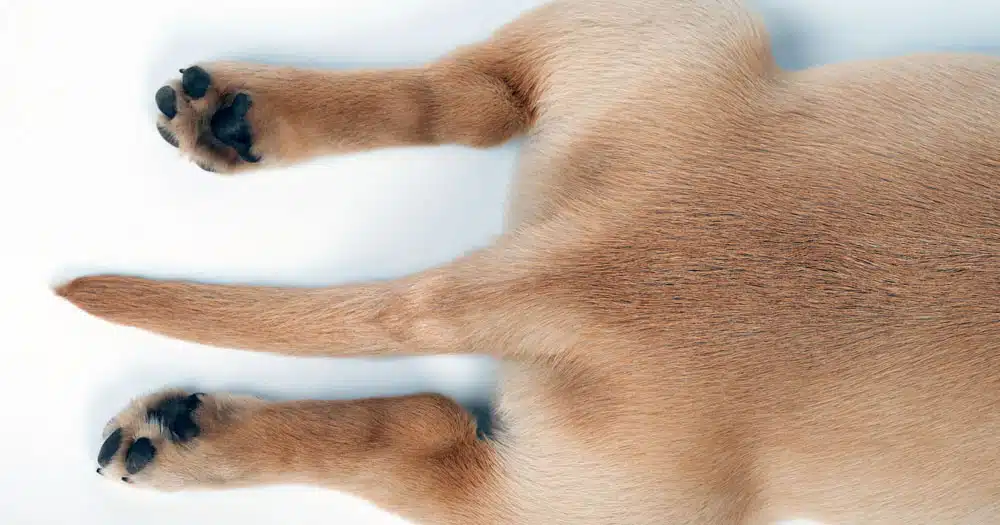 cauda equina nel cane