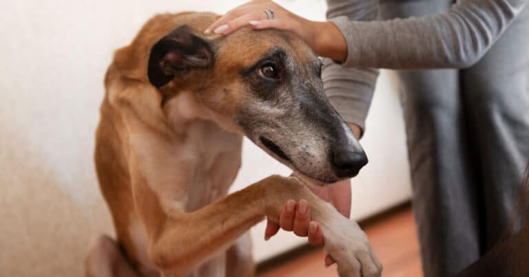 cibo gratis per chi adotta cane o gatto anziani