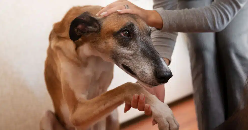 cibo gratis per chi adotta cane o gatto anziani