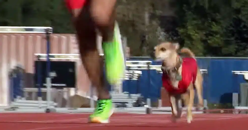 chihuahua che ha corso 6 maratone