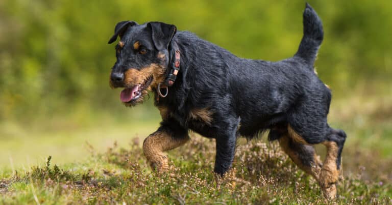 deutscher jagdterrier