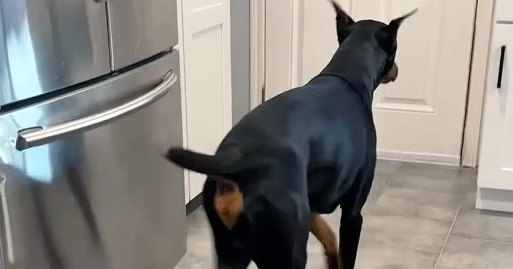 diesel dobermann reazioni fantastiche video