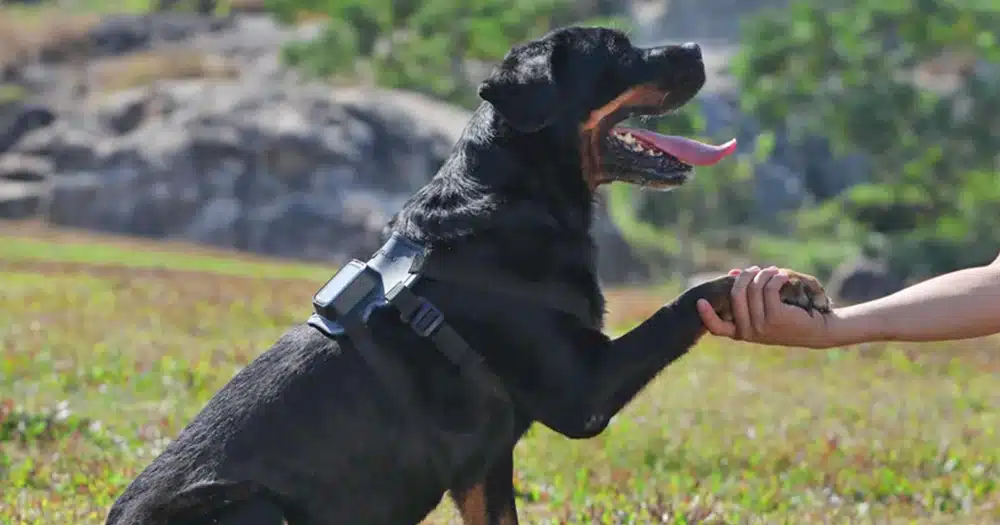 geolocalizzazione del cane satellitare