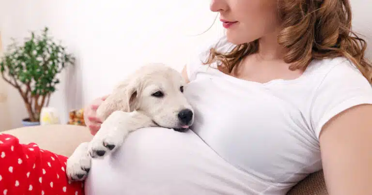 I cani percepiscono la gravidanza?