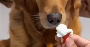 il cane e il gelato video virale