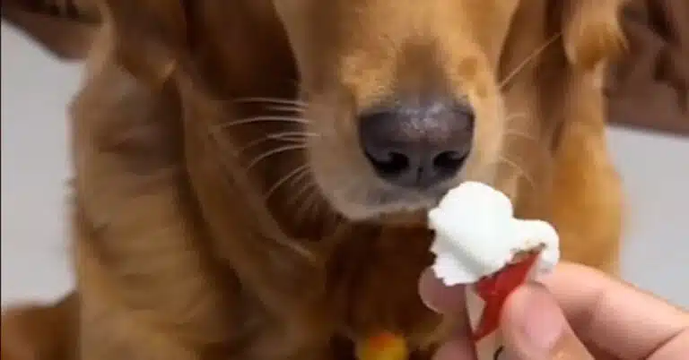 il cane e il gelato video virale