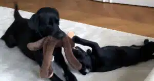 labrador madre e figlia ricevono 4 milioni di like