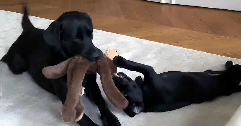 labrador madre e figlia ricevono 4 milioni di like