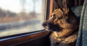 pastore tedesco prende il treno da solo