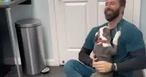 pitbull che adora il veterinario