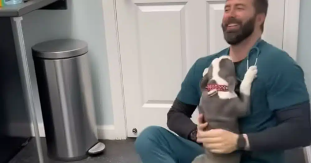 pitbull che adora il veterinario