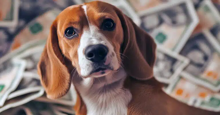 Quanto spendono gli italiani per gli animali domestici