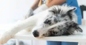 rottura del crociato nel cane