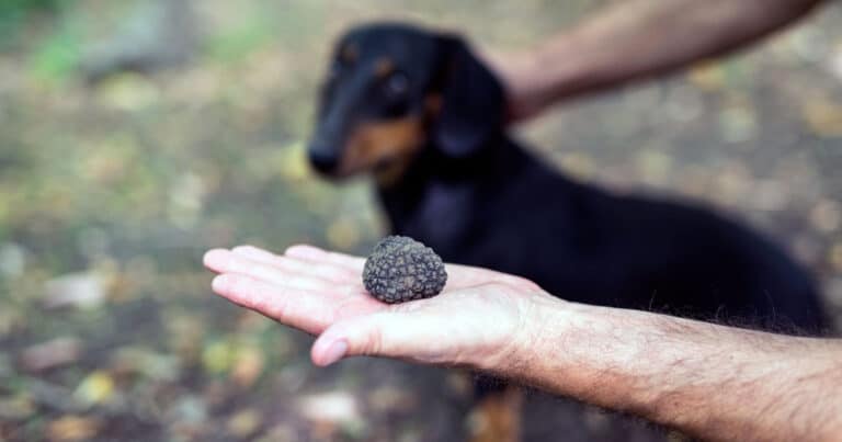 tartufo: scoperte due nuove specie grazie al fiuto dei cani