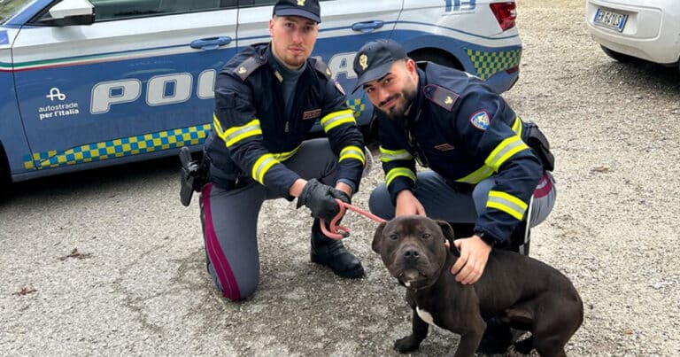 Trasporto illegale di cani