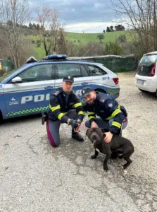 Trasporto illegale di cani