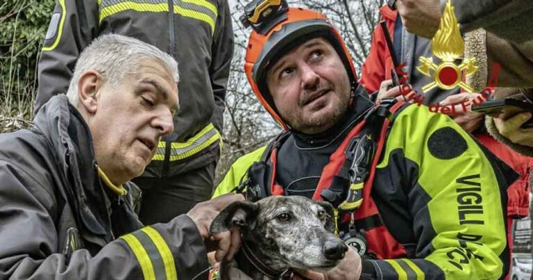 cane cade nel fiume