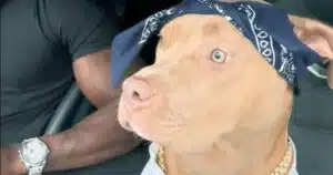 Cane che balla in auto e conquista 5,7 milioni di like. Il video virale.